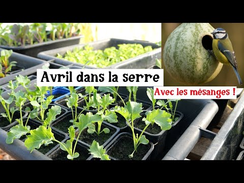 Avril au potager : suivi des semis !