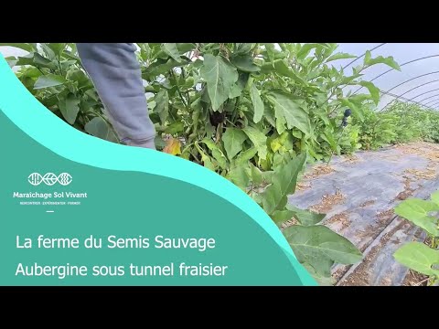 Fiche ITK - Aubergine sous tunnel fraisier - Conduite en tropicale - Ferme du Semis Sauvage