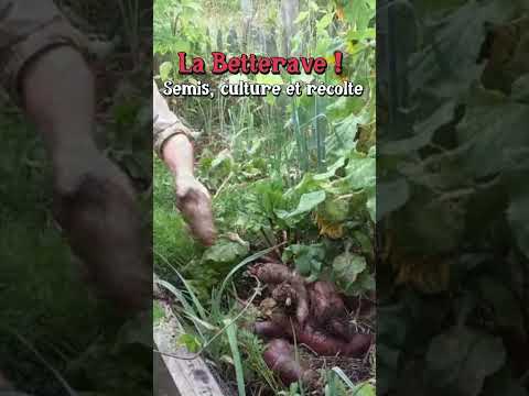 La Betterave : Semis, culture et récolte #potager