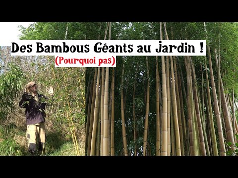 Des Bambous Géants au Jardin !