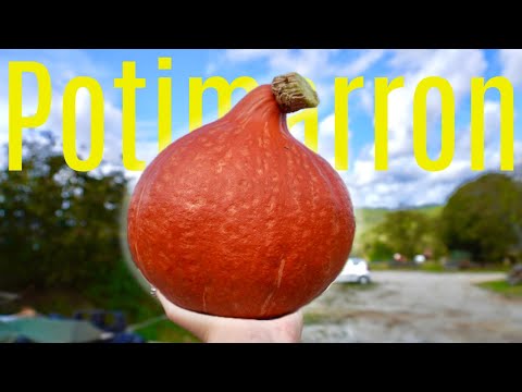 Produire ses COURGES