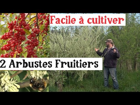 2 Fruitiers Sympathiques ! Le Goumi du Japon et l&#039;olivier d&#039;automne.