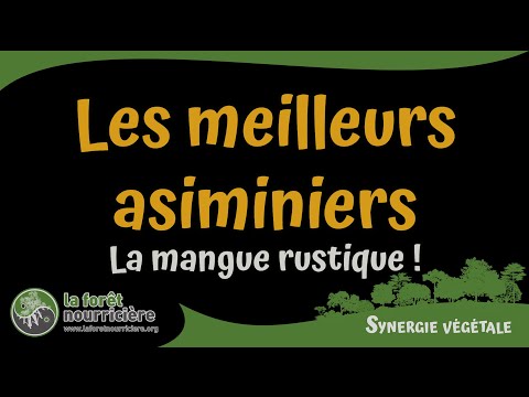 Les meilleurs Asiminiers ou manguiers rustiques