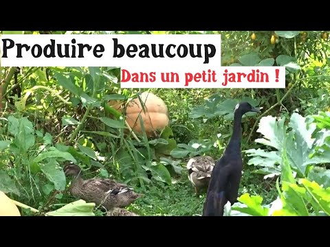 Produire des légumes et des œufs dans un &quot;petit&quot; jardin !