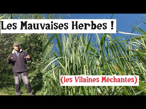 Les Herbes au Potager !