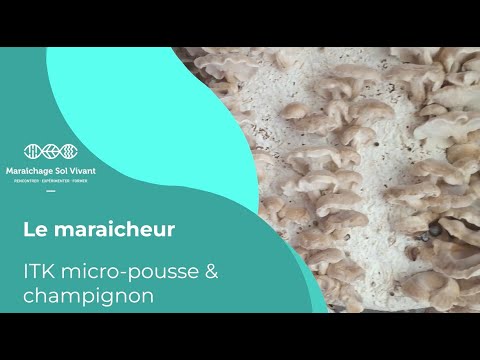 Fiche ITK - Micro-pousses &amp; Champignon - Le Maraicheur