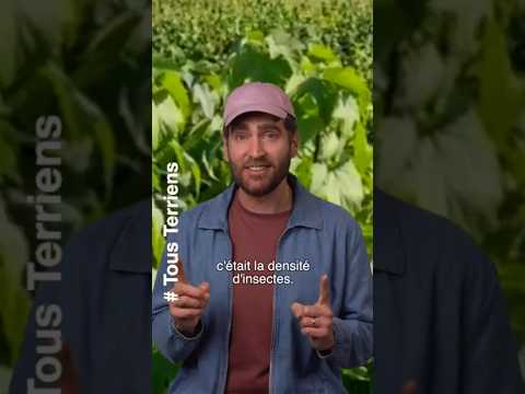 Insectes et rendements 🚜🌻🐝 Pour éclairer l&#039;actualité, un petit point sur ce que dit la science ✨