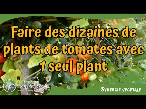 Comment faire 60 plants de tomates avec 3 pieds