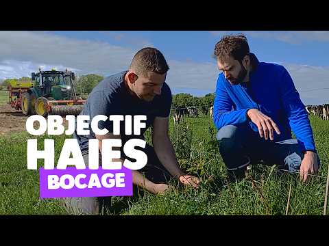 Agroforesterie : bocage et plantation de haies multi-usages