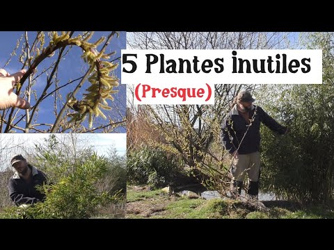 5 plantes inutiles (presque) !