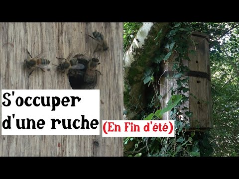 S&#039;occuper d&#039;une ruche en été et en automne !