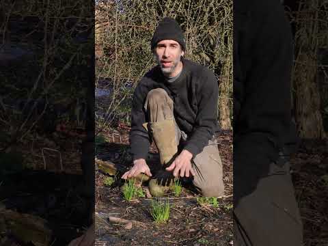 Entretien de notre planche de CIBOULETTE 🌱