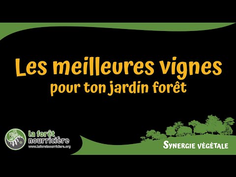 Les meilleures vignes pour ton jardin forêt