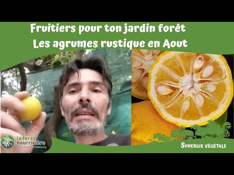 Fruitiers pour ton jardin forêt Les agrumes rustique aout