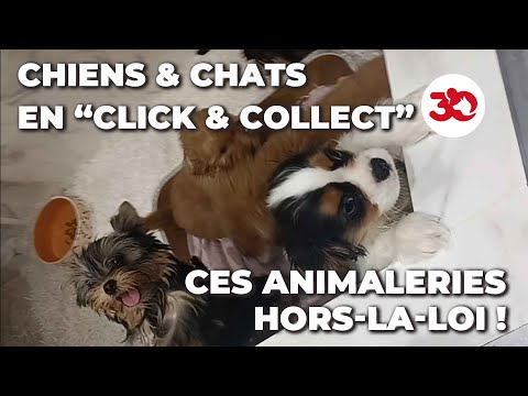 ENQUÊTE - Animaux vendus en &quot;CLICK &amp; COLLECT&quot; : ces animaleries qui CONTOURNENT LA LOI !