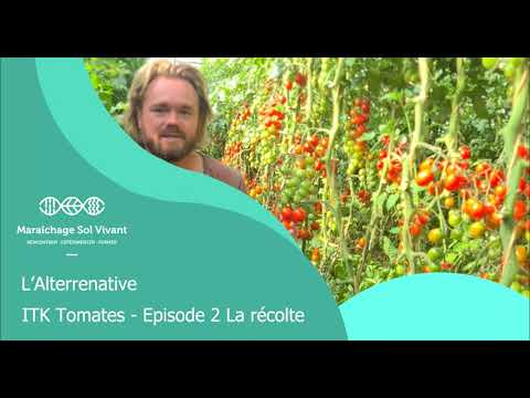 Fiche ITK - Tomates - Pt 2 - Alterrenative