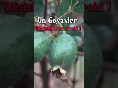 Le goyavier résistant au froid ! #permaculture