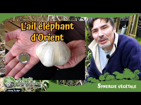 L&#039;ail éléphant d&#039;orient top des légumes vivace