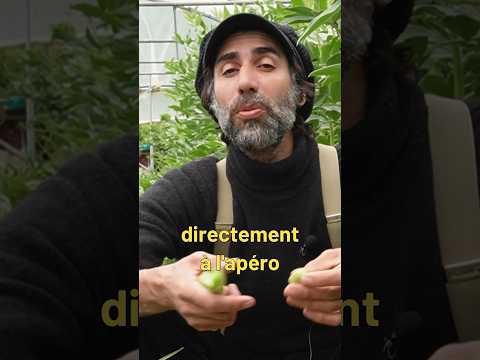 Récoltes des FÊVES ! 🌱