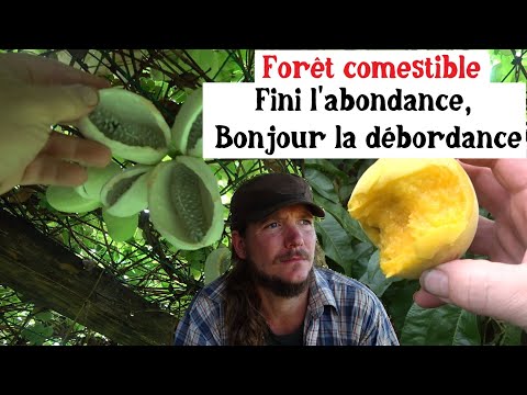 Forêt comestible : Fini l&#039;abondance, bonjour la débordance !