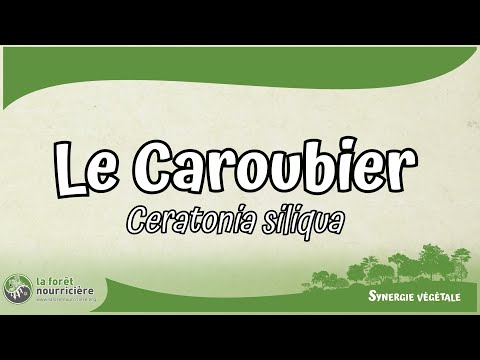 Des arbres pour ton jardin forêt &quot;Le caroubier&quot;