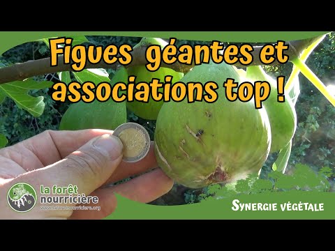 Une figue géante et délicieuse, la figue poire