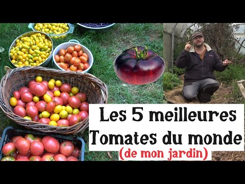 Les 5 Meilleures Tomates du Monde (de mon jardin) !