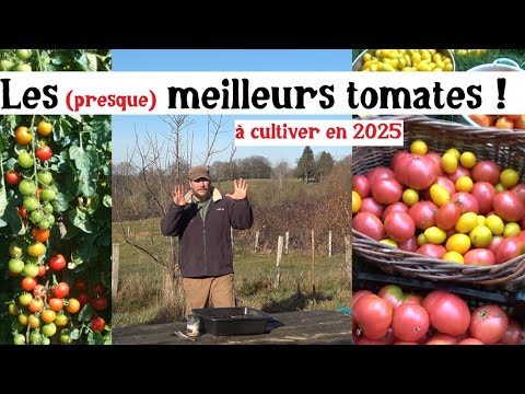 C&#039;est parti pour les semis de tomates 2025 !