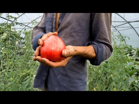 Produire ses tomates de A à Z