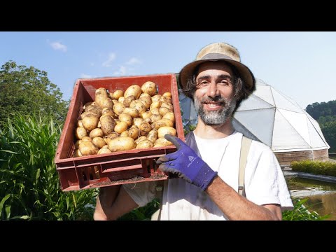 SIMPLE et EFFICACE : La POMME de TERRE 🥔