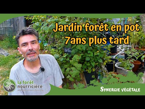 Permaculture urbaine &quot;jardin forêt en pot&quot; 7 ans plus tard