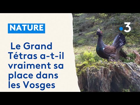 Faut-il vraiment réintroduire le grand tétras dans les Vosges ?