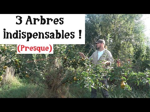 3 Arbres indispensables au jardin ! (presque)