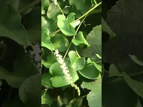 Un étonnant Légume Vivace