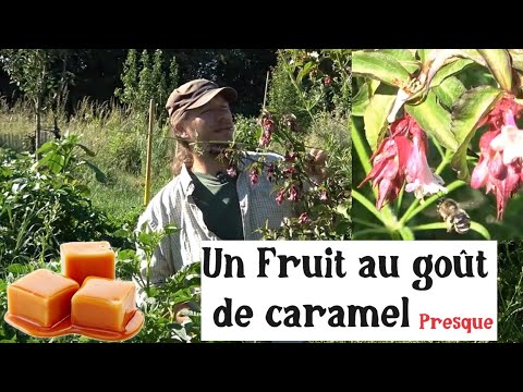 Un Petit Fruit au Goût de Caramel ! (Leycesteria formosa)