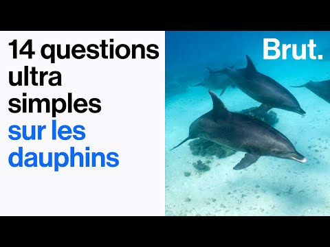 14 questions ultra simples sur les dauphins 🐬