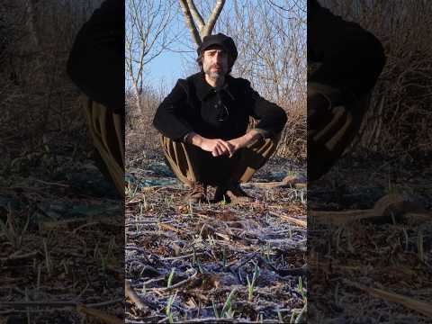 🌱Semis d’AIL à la volée