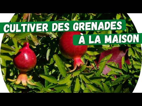 🍎Nana, un grenadier nain pour appartement, balcon ou terrasse