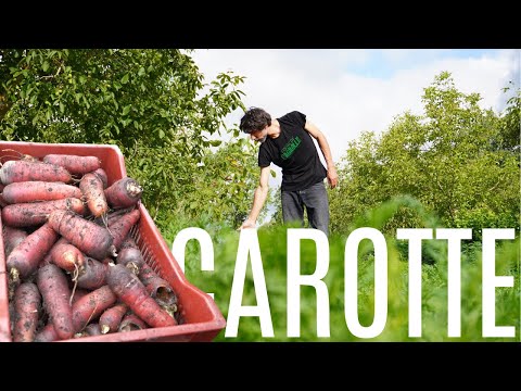 Cultiver des CAROTTES sans travail du sol !