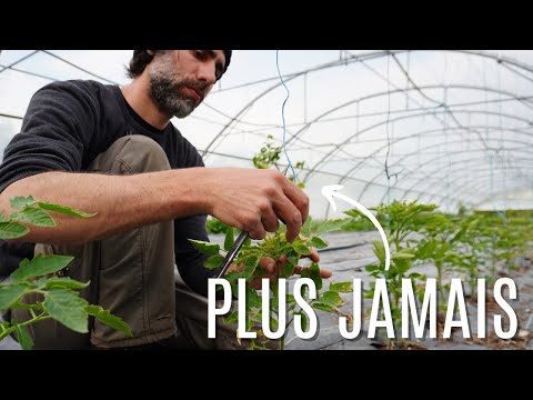 NOTRE ASTUCE pour ne PLUS PERDRE DE TEMPS à tuteurer les tomates