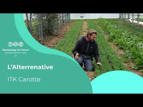Fiche ITK - Carottes primeurs sur compost - Alterrenative