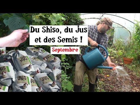 Du Shiso, du Jus et des Semis au jardin !