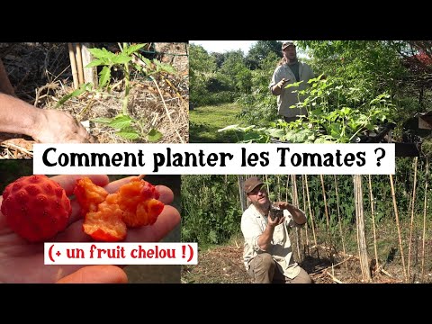 La meilleure méthode pour planter les tomates... Et on découvre le Cornus kousa