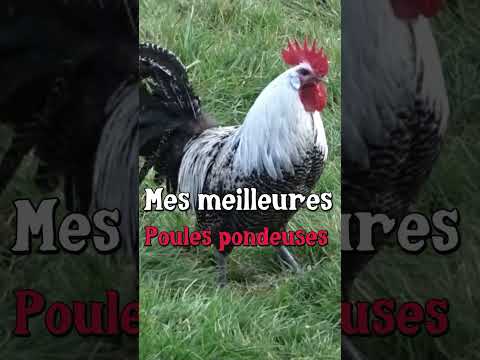 Les meilleures poules pondeuses (presque) #poulepondeuse