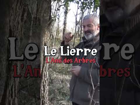 Le lierre l&#039;ami des arbres (avec Hervé Covès) #jardin #forêt