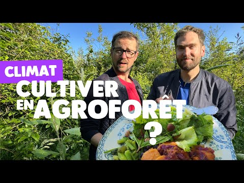 Forêt gourmande : l&#039;agriculture déguisée en forêt