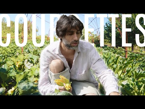 PRODUIRE ses COURGETTES