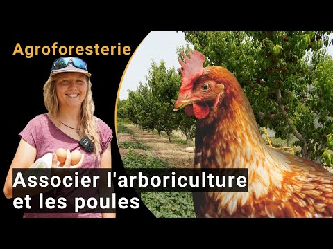 Agroforesterie: Associer production fruitière et élevage de volailles