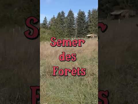 Semer des Forêts ! #jardin #forêt