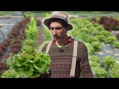 Cultiver des SALADES en sol vivant